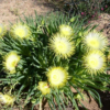1flower-1
