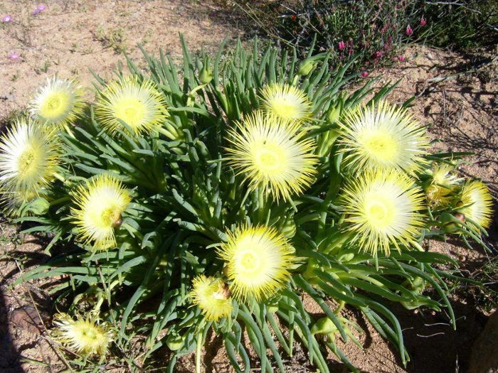 1flower-1