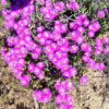 2flower-1