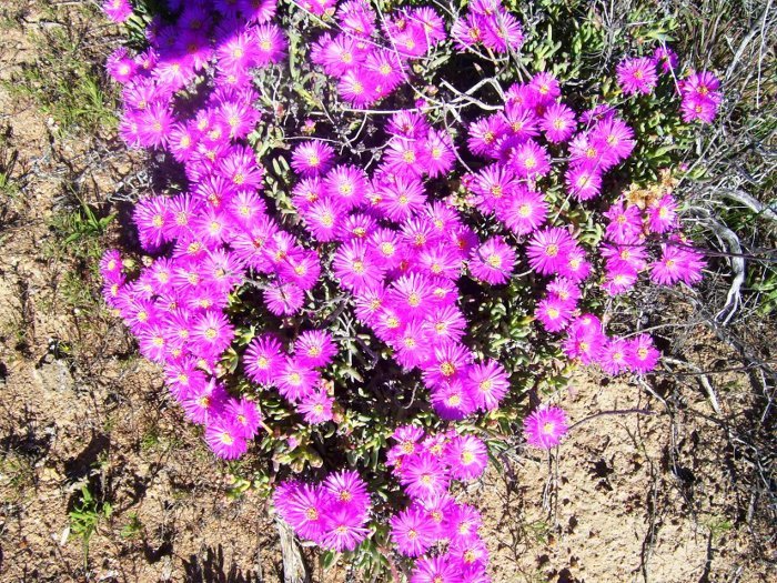 2flower-1