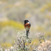 African-Stonechat