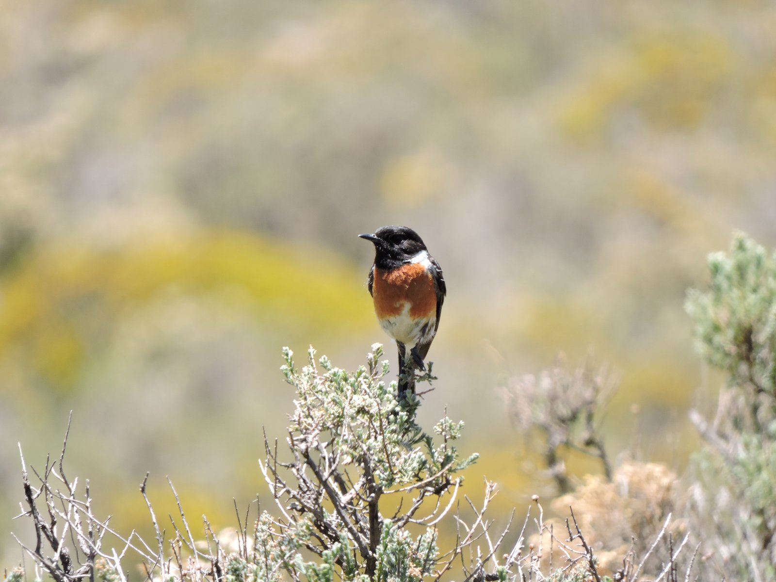 African-Stonechat