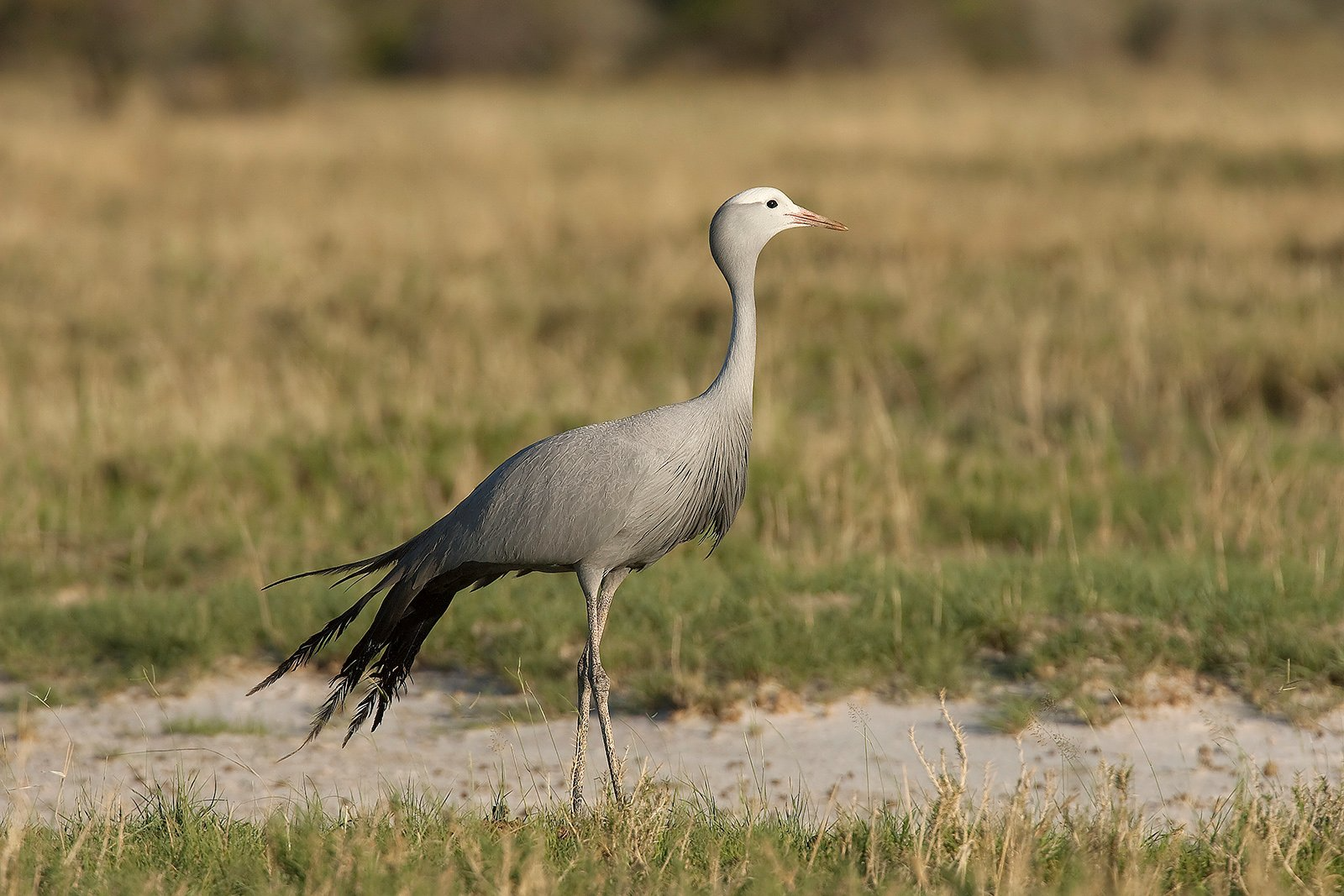 BLUE-CRANE