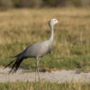 BLUE-CRANE