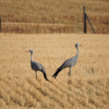 Blue-Crane