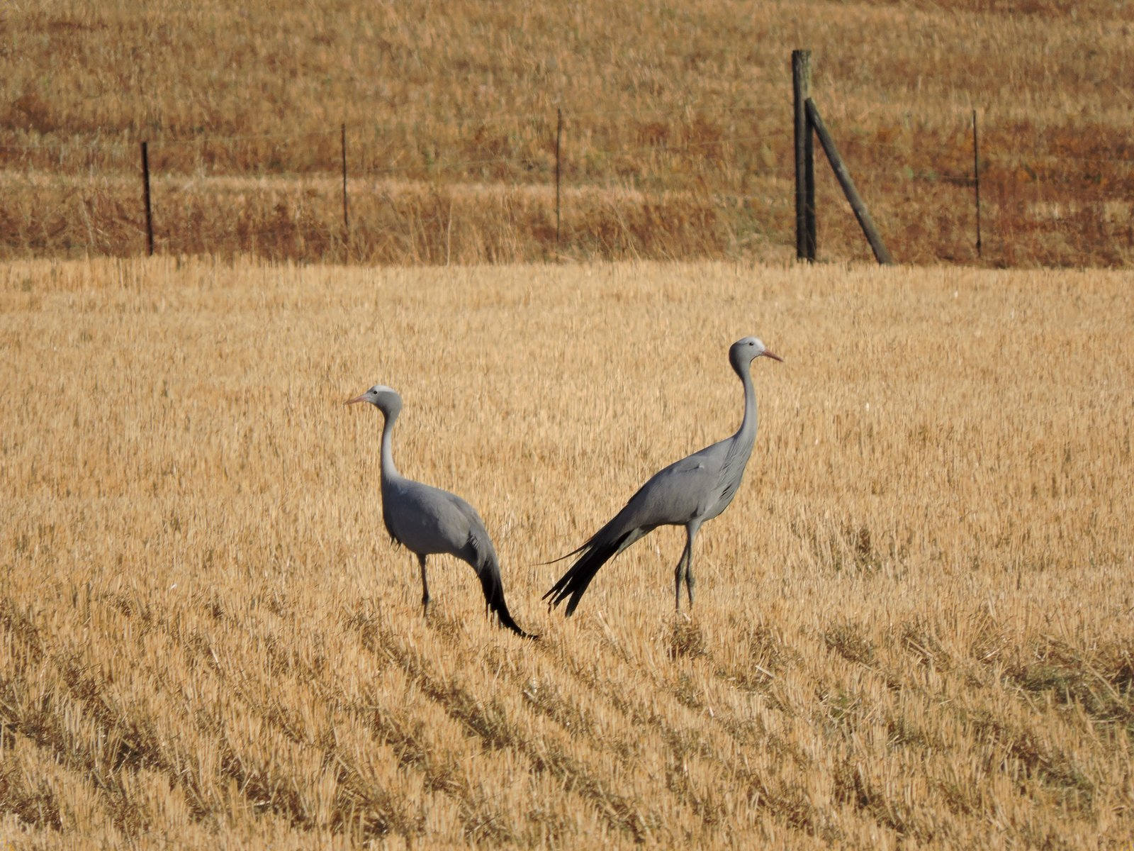 Blue-Crane