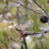 Cape-Grassbird
