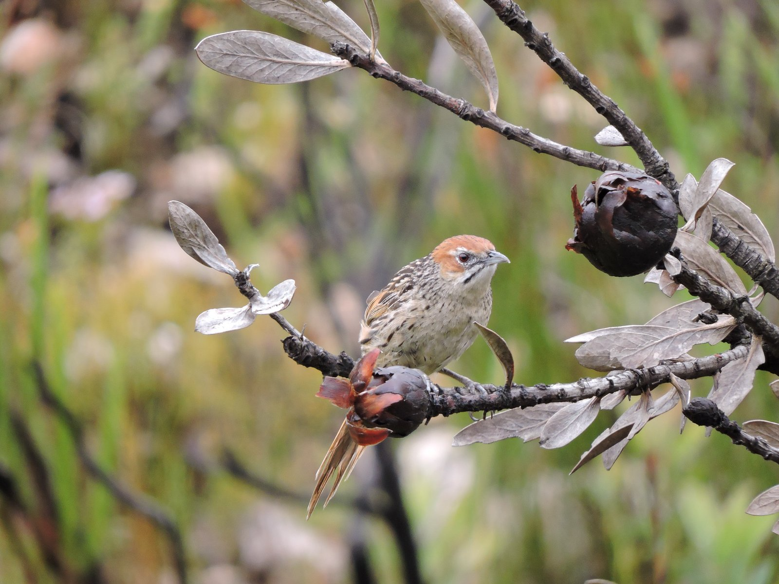 Cape-Grassbird