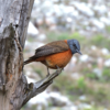 Cape-Rock-Thrush