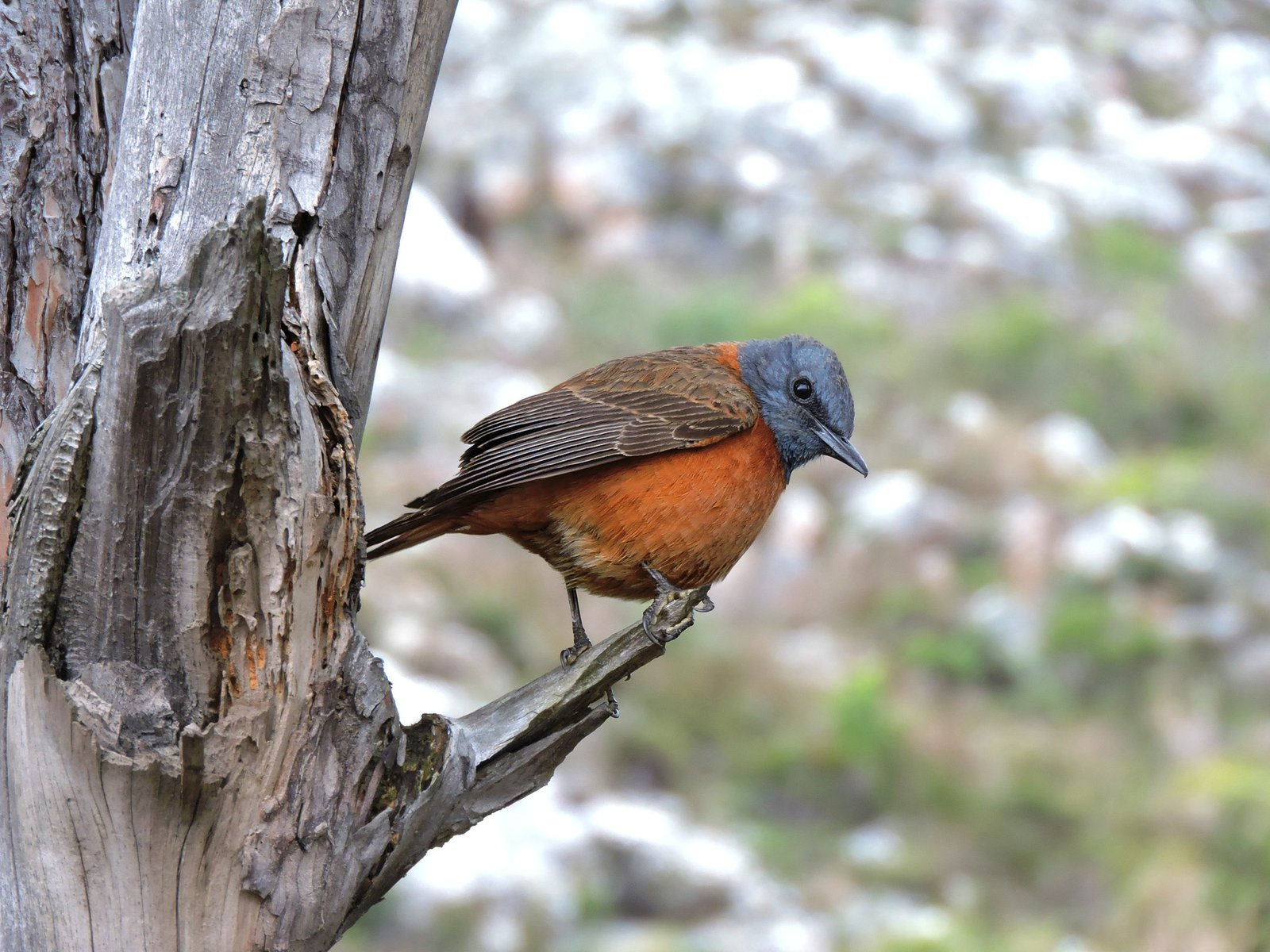 Cape-Rock-Thrush