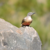 Ground-Woodpecker