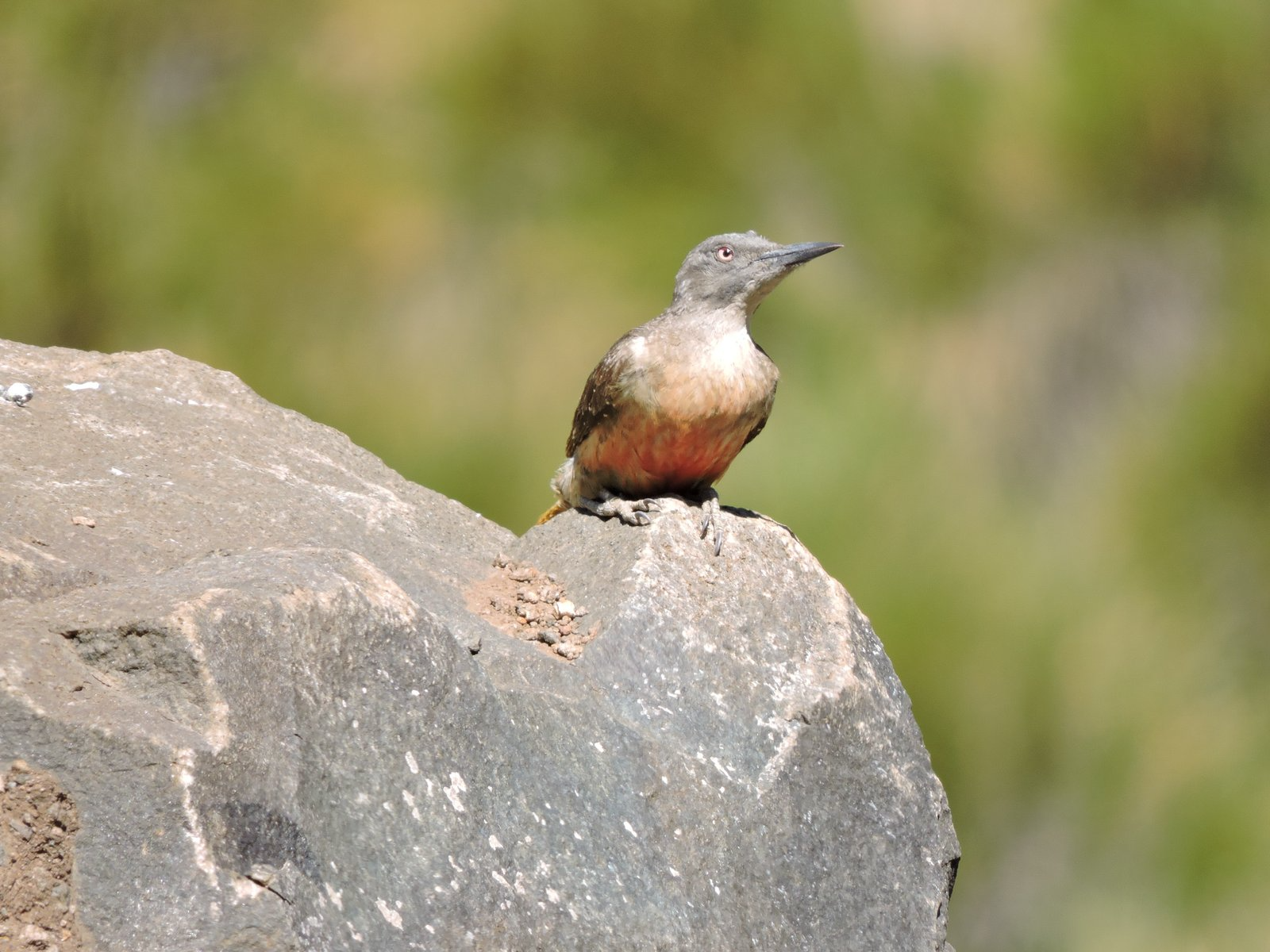Ground-Woodpecker
