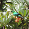 Malachite-Sunbird