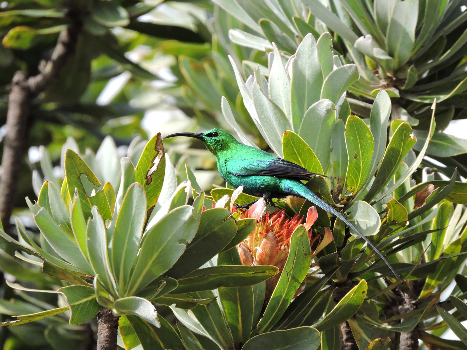 Malachite-Sunbird