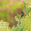 Orange-breasted-Sunbird
