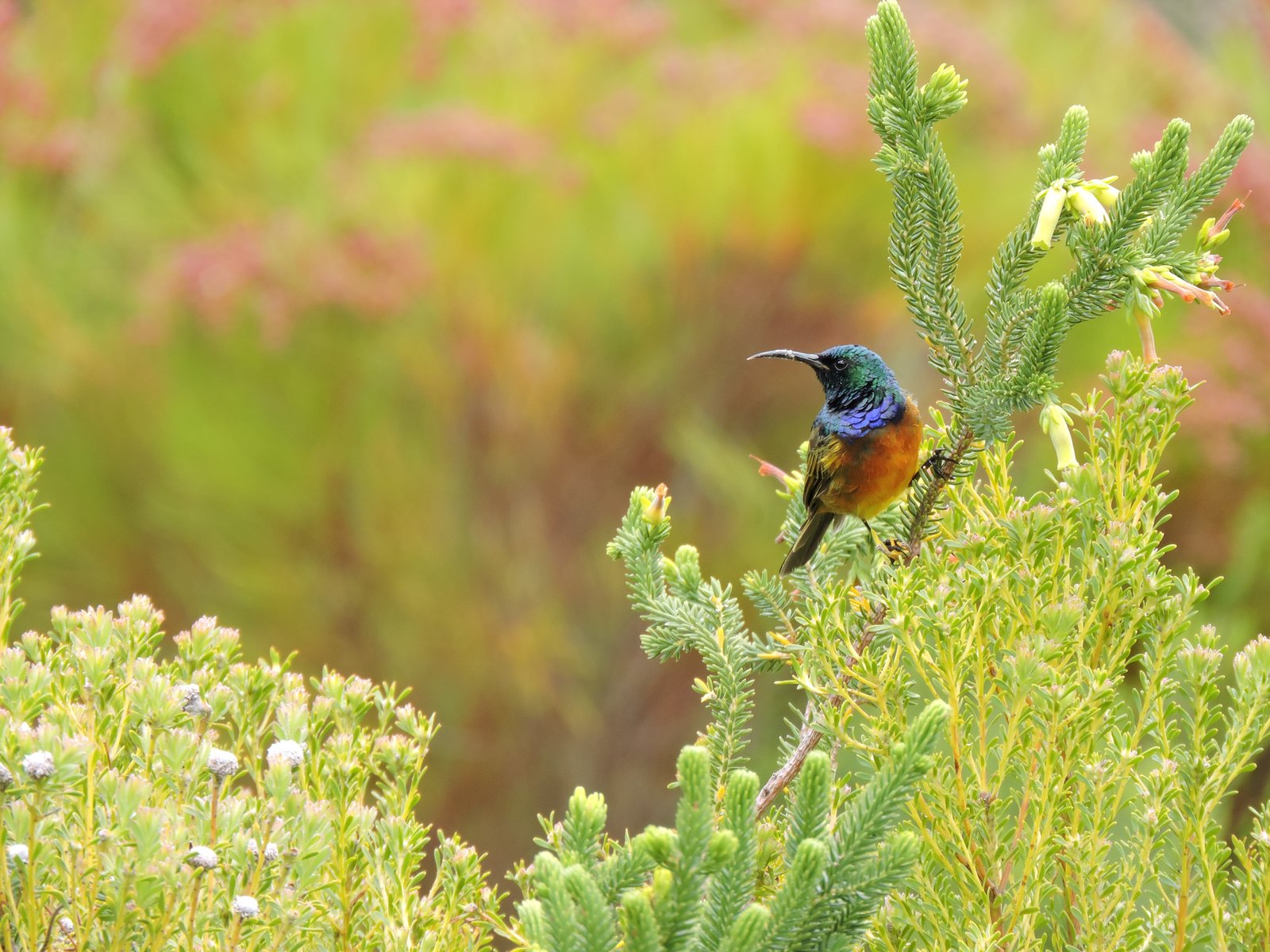 Orange-breasted-Sunbird
