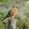 Rock-Kestrel