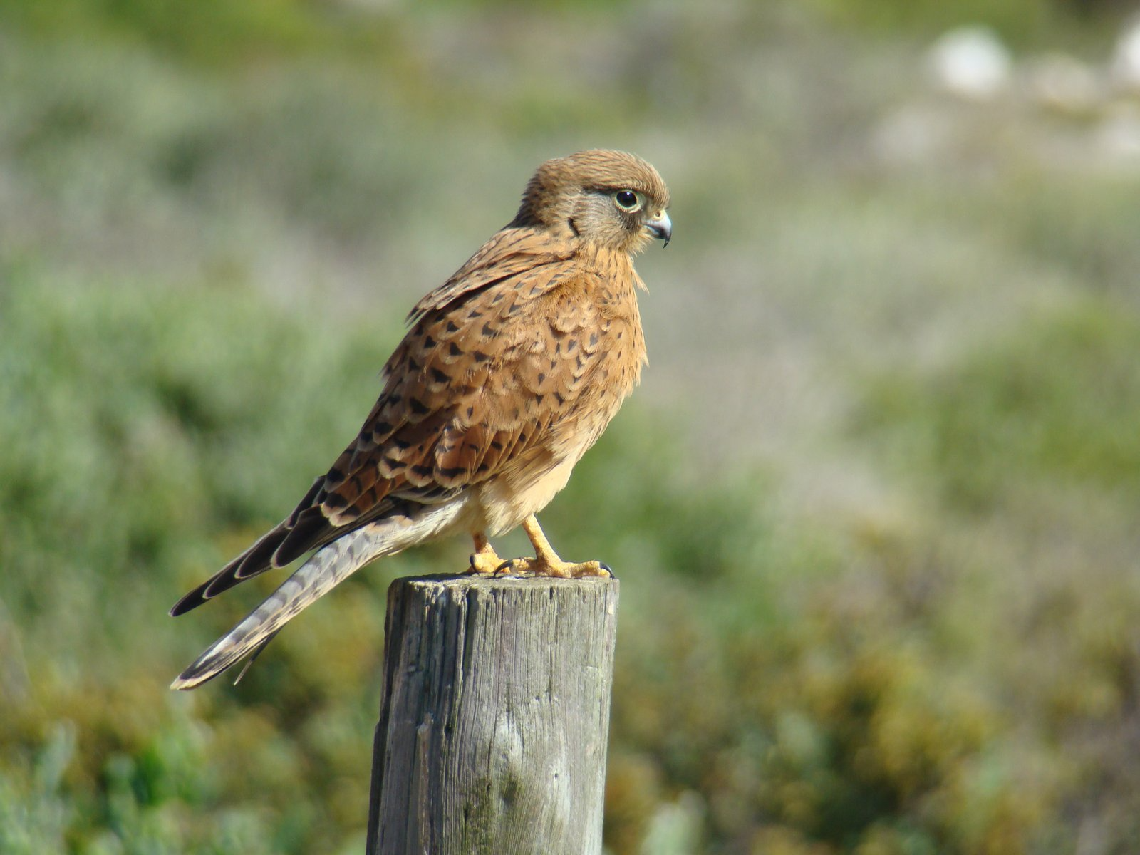 Rock-Kestrel