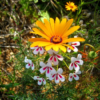 blom_05