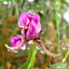 blom_06